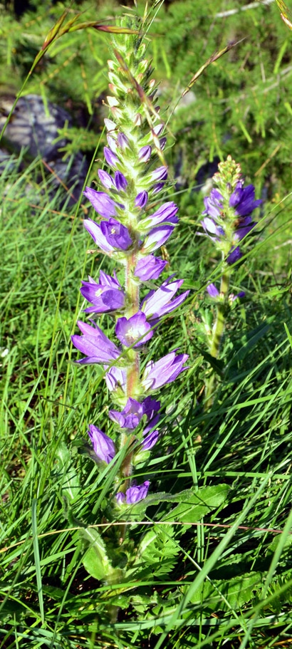 Campanula spicata / Campanula spigata